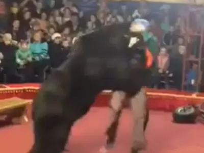 Oso ataca a su entrenador en circo