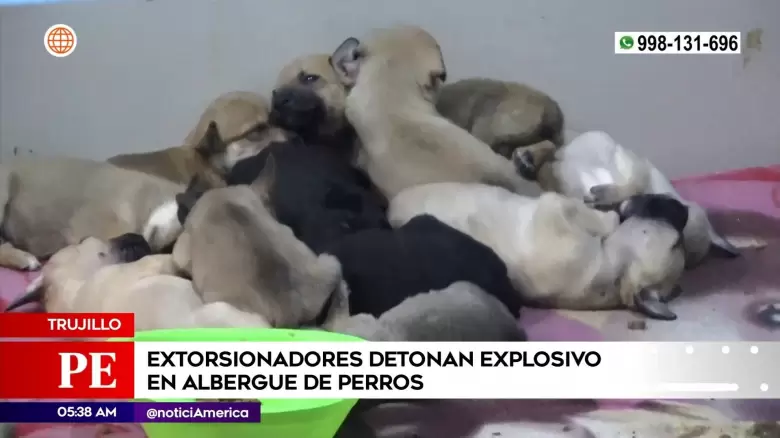 Detonan explosivo en albergue de perros en Trujillo.